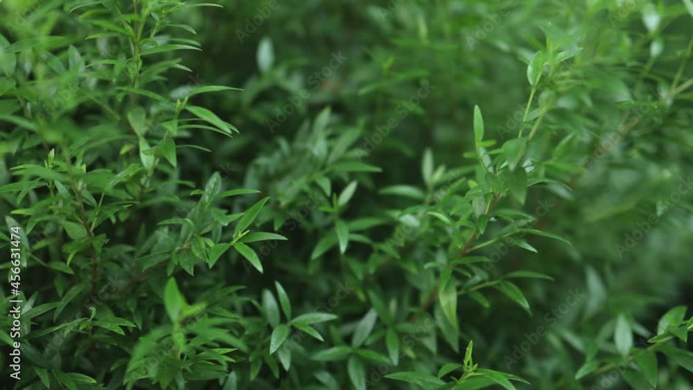 green leaves of elutherococcus araliaceae fresh bright green leaf background maple palm nature texture green leaves of elutherococcus araliaceae fresh bright green leaf background maple palm nature texture