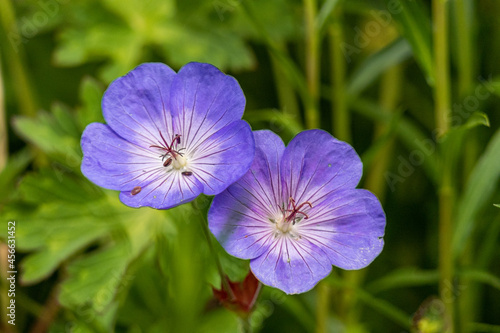 close up of two beautiful purple geranium erianthum flowers blooming in the garden