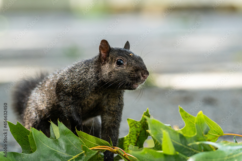 Fototapeta premium close up of a cute grey squirrel sit on top of green leaves on the ground with one arm close to its chest