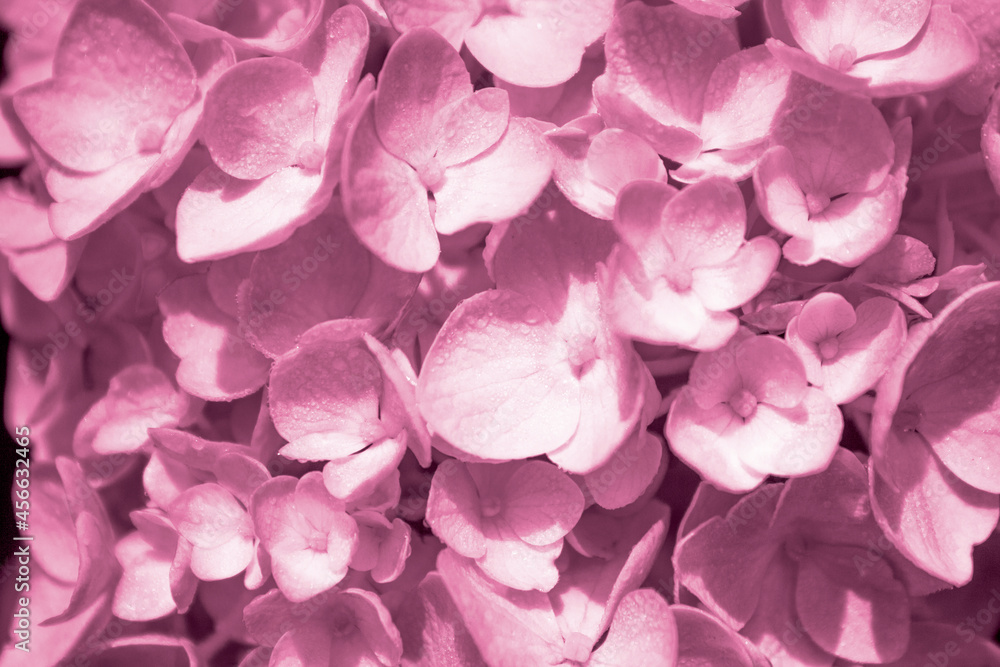 Hydrangea flowers in nature close-up with soft focus.background in light pink pastel colors. Hydrangea flowers in nature close-up with soft focus.background in light pink pastel colors.