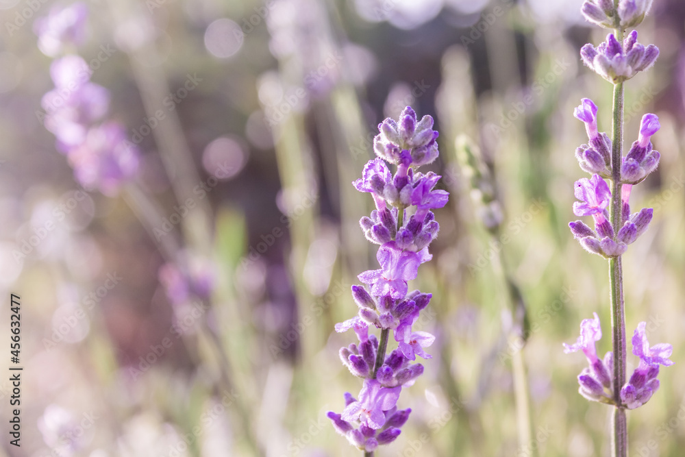 Fototapeta premium Lavender bushes closeup on sunset. Lavender flowers at sunlight and blur background. Lavender field banner design