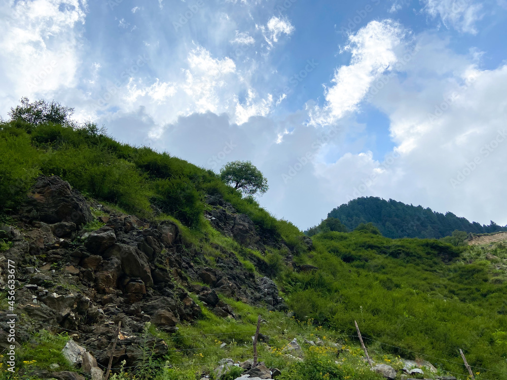 Beautiful green mountains landscape and single tree on slope of mountain Beautiful green mountains landscape and single tree on slope of mountain