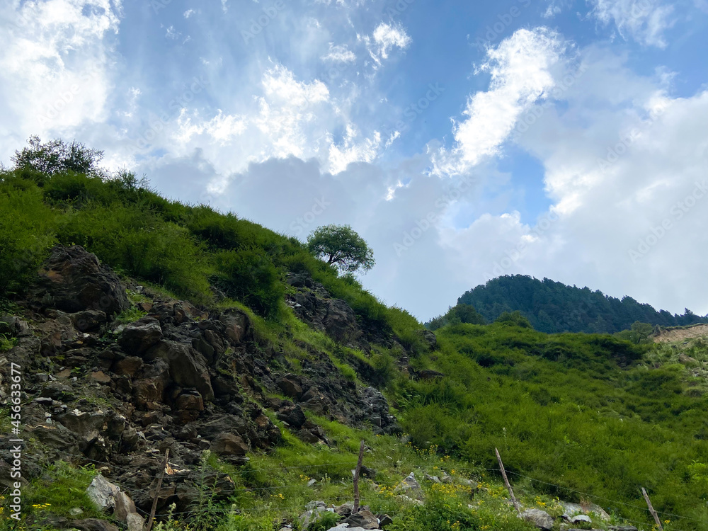 Beautiful green mountains landscape and single tree on slope of mountain