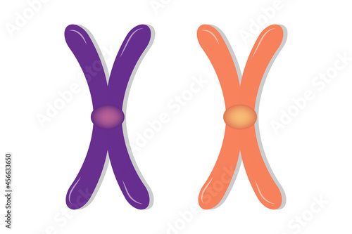 Structure of chromosome vector. Biological study