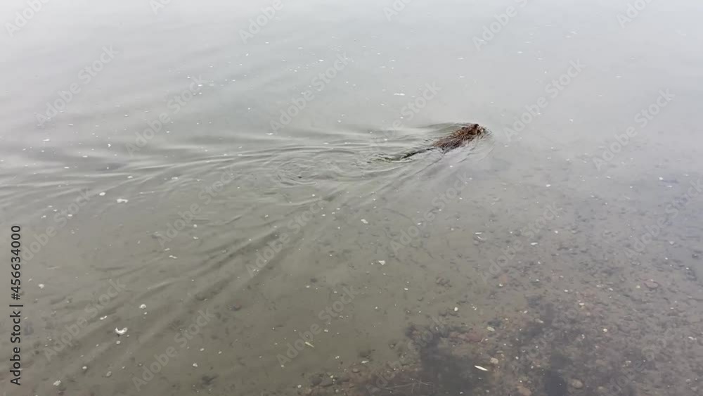 muskrat swims fast along the river bank muskrat swims fast along the river bank