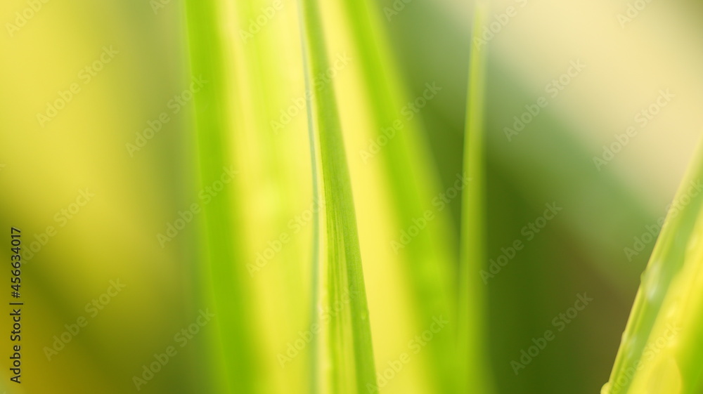 green grass background green grass background