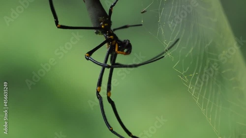 Golden orb weaver spider crawling up from it's silk web, blurry nature background