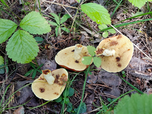 three edible spoiled mushroom in a wild autumn forest, wormy mushroom, natural harvest, gifts of nature, tears of a mushroom picker, a mushroom picker in sadness