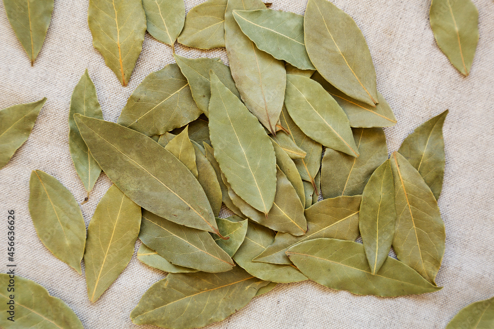 Raw Bay Leaves on cloth, overhead view. Flat lay, top view, from above.