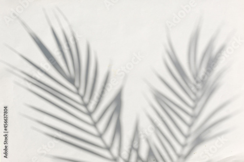 Blurred silhouette of a tropical palm and on a gray background. Contemporary Sunny summer concept © sergign
