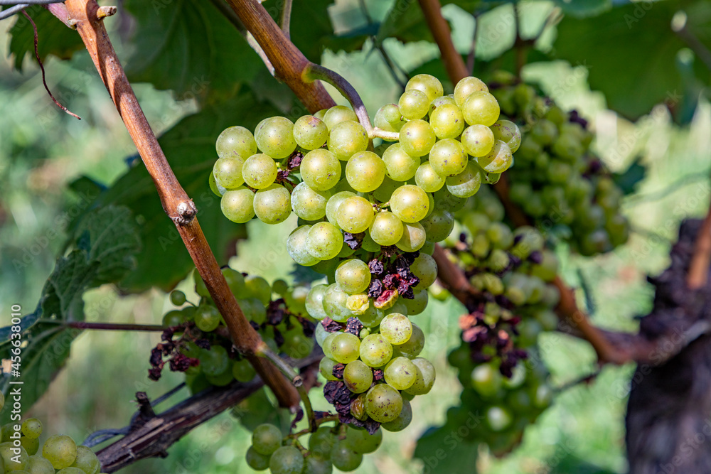 green grapes at vine growing in the vineyard in the Rheingau area in Germany