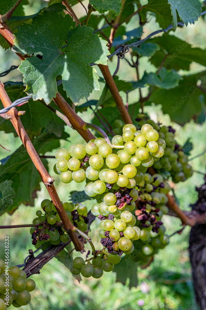 green grapes at vine growing in the vineyard in the Rheingau area in Germany green grapes at vine growing in the vineyard in the Rheingau area in Germany