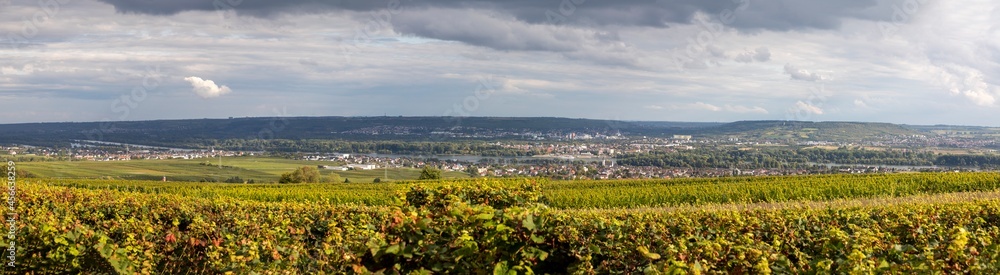 view to the Rhine Valles in the Reheingau with ripe grapes in the vineyards