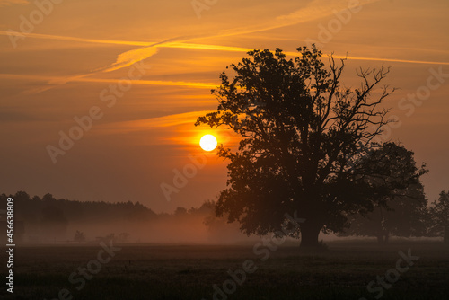 Age oaks on a meadow during a beautiful sunrise