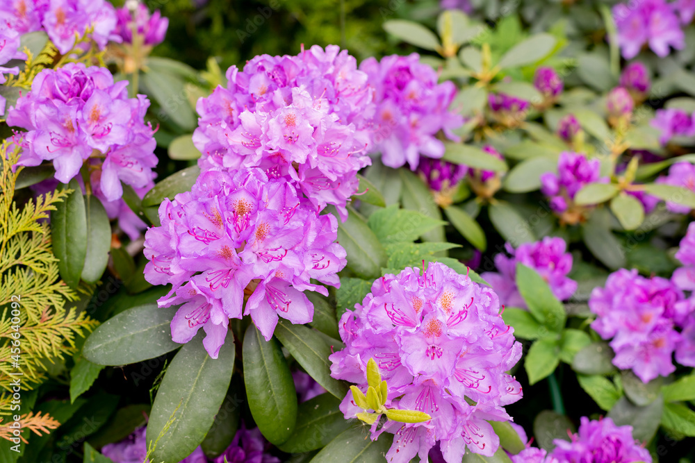 Fototapeta premium Blooming pink rhododendron in the garden in springtime.Satsuki azalea flower in pink color is native flowering ornamental plant in Japan