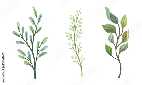 Twig and Foliage with Stem and Leaves Vector Set © Happypictures