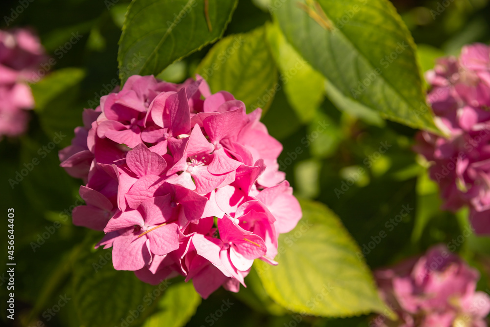 Pink flowers in summer. Hydrangea blossom on sunny day. Flowering hortensia plant. Blossoming flowers in summer garden. Pink hydrangea in full bloom. Pink flowers in summer. Hydrangea blossom on sunny day. Flowering hortensia plant. Blossoming flowers in summer garden. Pink hydrangea in full bloom.