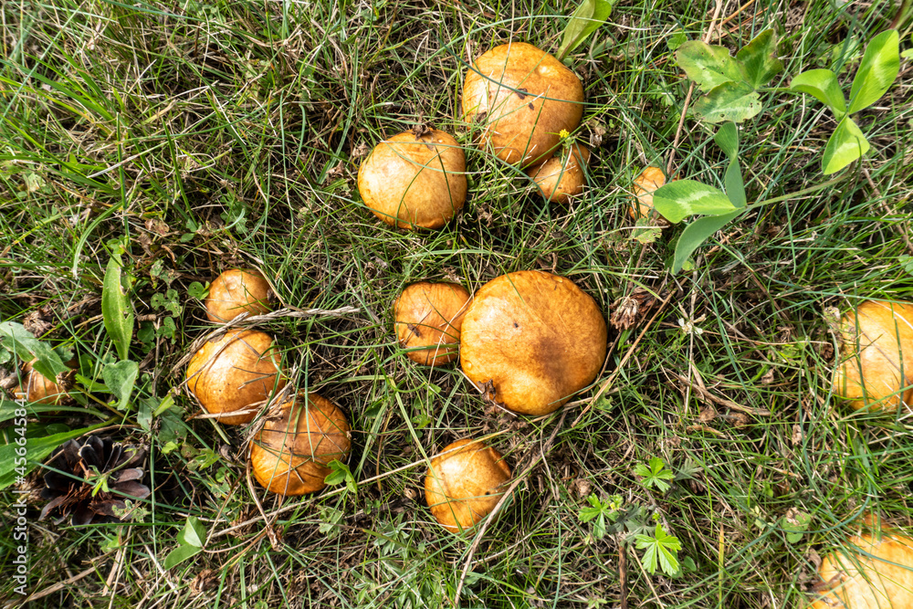 photo boletus mushrooms growing in the summer in the meadow photo boletus mushrooms growing in the summer in the meadow