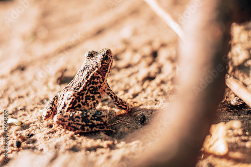 Partially blurred image of yellow-black lake frog  sitting on sand in the sun