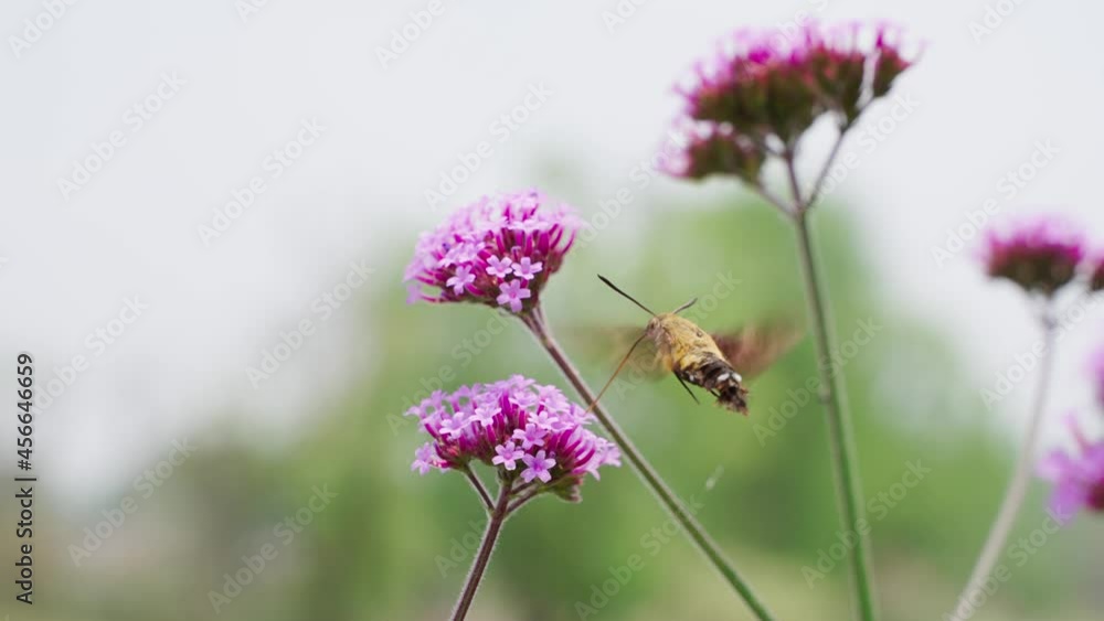 slow motion of close up of one hummingbird hawk-moth insect flying feeding on flowers slow motion of close up of one hummingbird hawk-moth insect flying feeding on flowers
