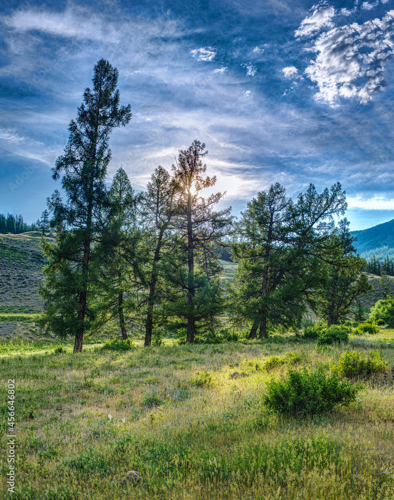 Obraz premium scenic forest view on a summer day