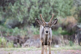 Deer in Hatch, Utah