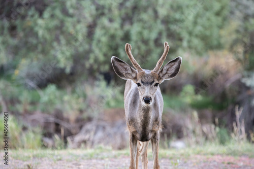 Deer in Hatch, Utah