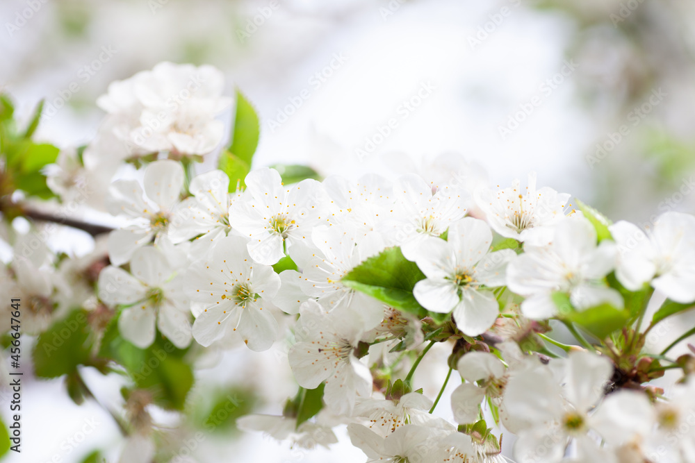 White cherry blossoms close-up. Cherry branch with young green leaves and snow-white flowers in spring on natural background, Cerasus vulgaris Mill. White cherry blossoms close-up. Cherry branch with young green leaves and snow-white flowers in spring on natural background, Cerasus vulgaris Mill.