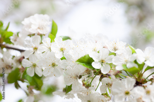 White cherry blossoms close-up. Cherry branch with young green leaves and snow-white flowers in spring on natural background  Cerasus vulgaris Mill. 