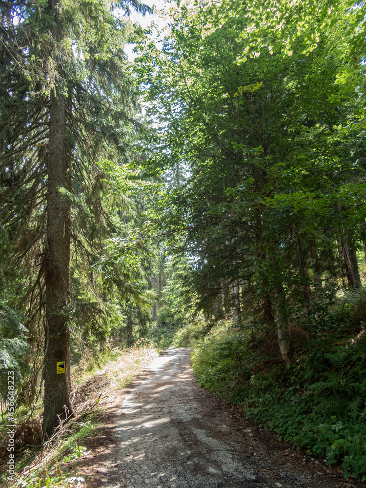 Fototapeta premium Path in the forest with trees and sky