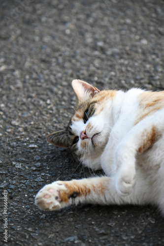 庭でくつろぐ猫（12歳）