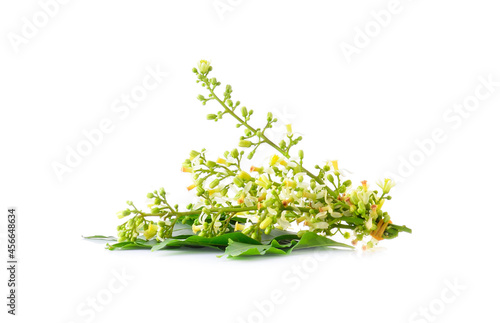 Neem leaves and neem flowers isolated on white background.