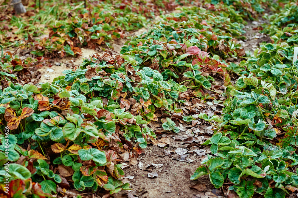 Obraz premium Strawberry leaves covered with frost in autumn day