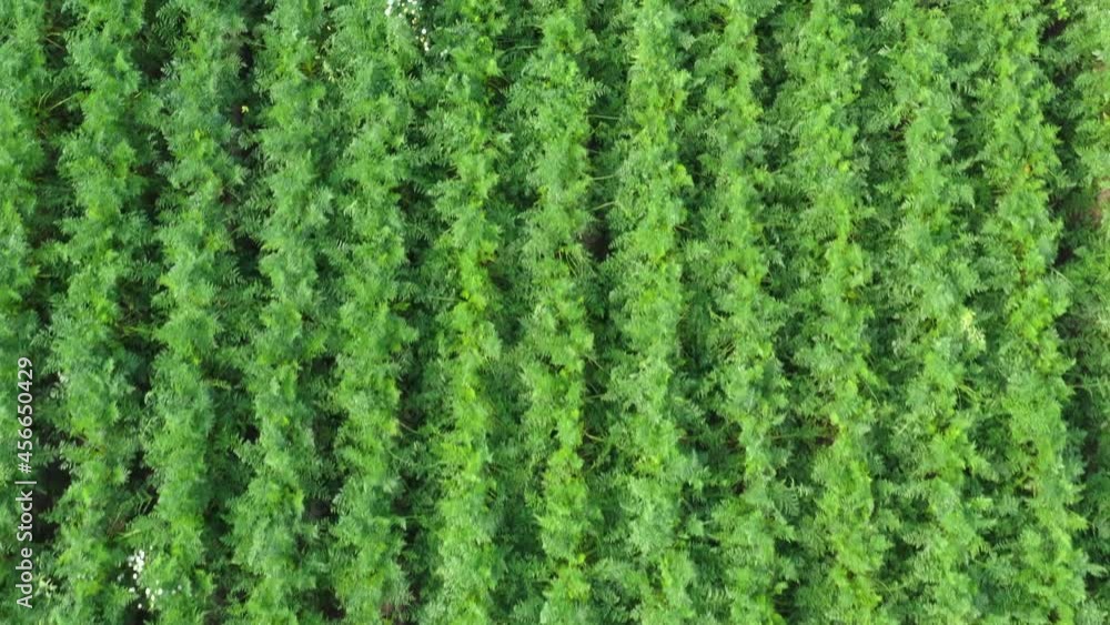 Flying over rows of ripe carrots. Green rows of carrots. A wonderful harvest of vegetables. Flying over rows of ripe carrots. Green rows of carrots. A wonderful harvest of vegetables.