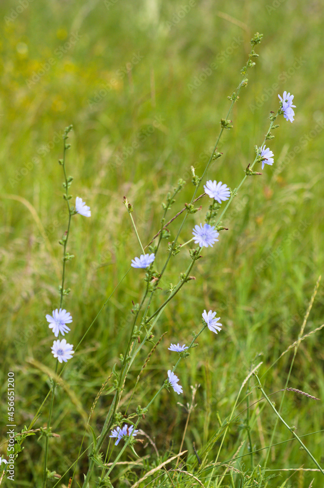 Common chicory flowers closeup with blurry grass in background Common chicory flowers closeup with blurry grass in background