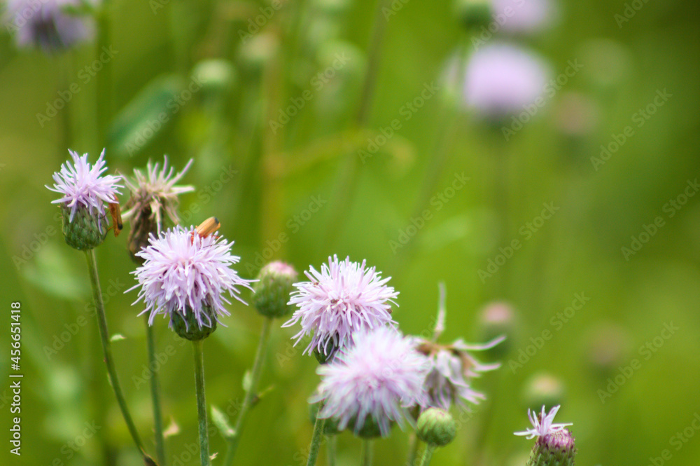 Creeping thistle in bloom closeup view with green blurry background Creeping thistle in bloom closeup view with green blurry background
