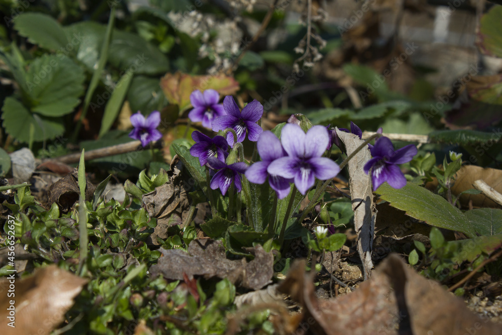 close up Violets in full bloom. close up Violets in full bloom.