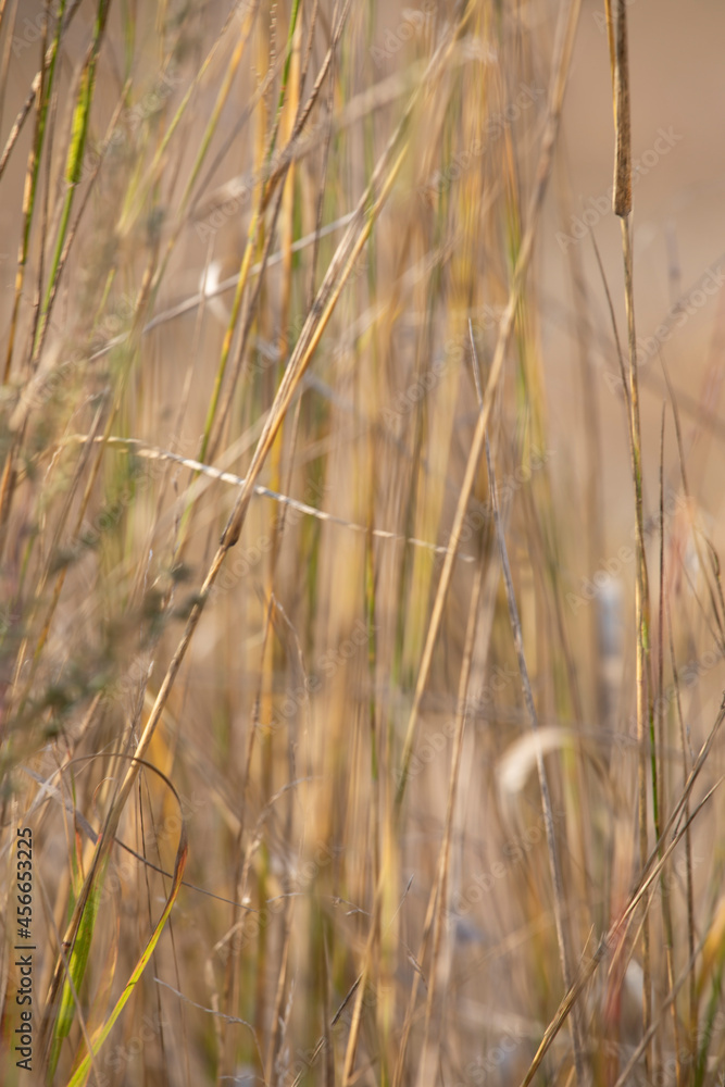 blurred natural background of dry herbs swaying in the wind, vertical, lockdown. blurred natural background of dry herbs swaying in the wind, vertical, lockdown.