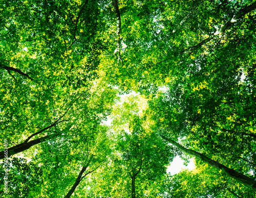 青森県 新緑の雑木林