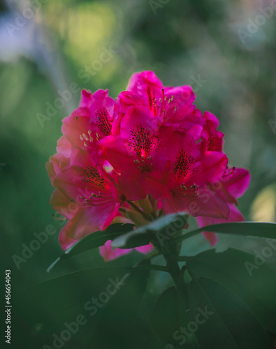 Piękny kwiat rododendrona, różanecznika w ogrodzie