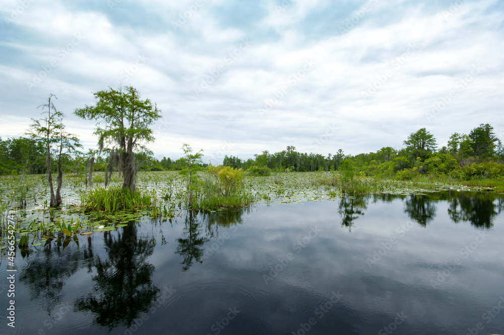 Blackwater canal in the Okefenokee swamp, Georgia, USA Blackwater canal in the Okefenokee swamp, Georgia, USA