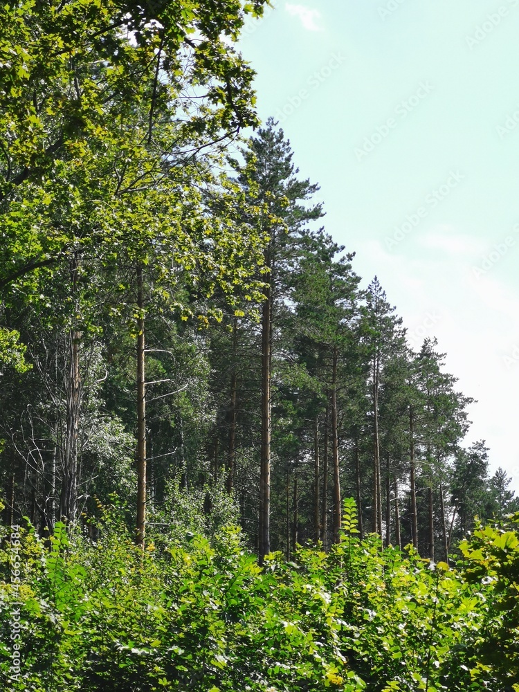 Fototapeta premium trees in the forest
