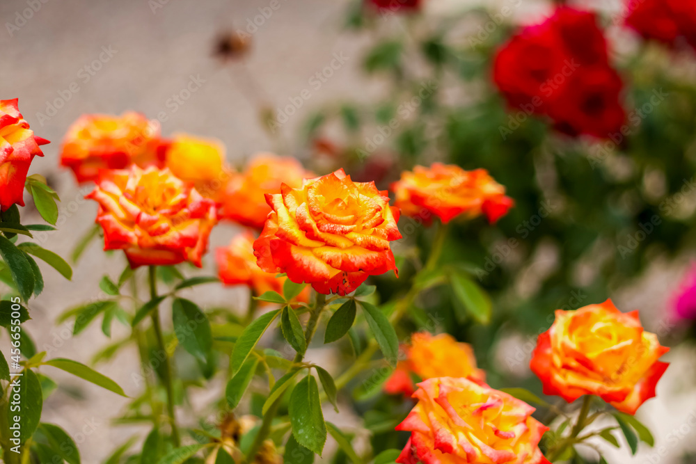 Beautiful yellow roses in the garden, roses for Valentine's Day or birthday.