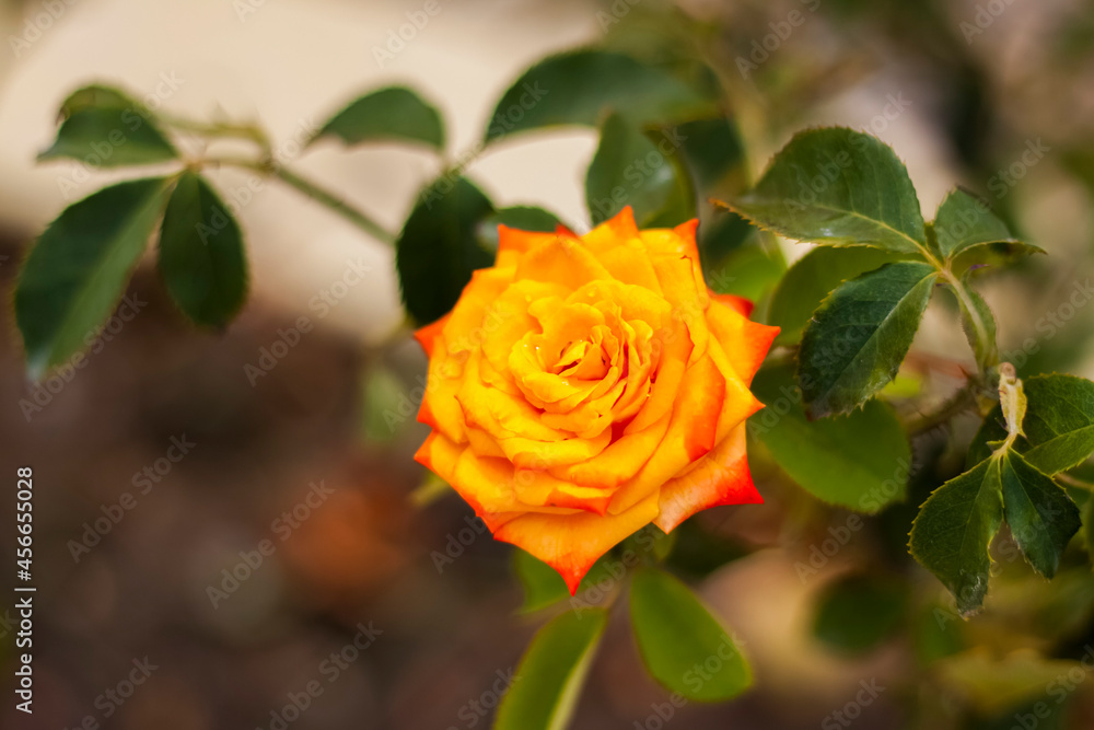 Naklejka premium Beautiful yellow roses in the garden, roses for Valentine's Day or birthday.