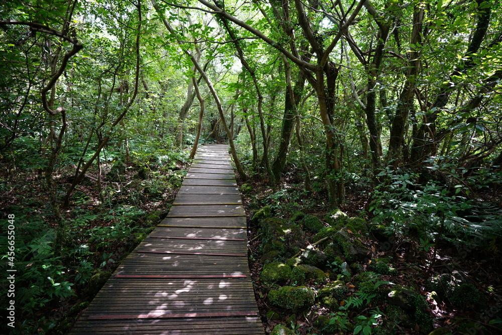 a refreshing summer forest with a walkway