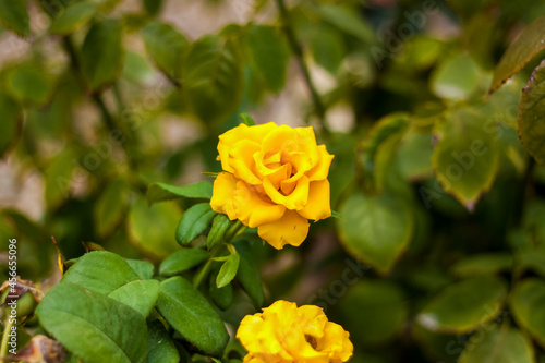 Beautiful yellow roses in the garden, roses for Valentine's Day or birthday.