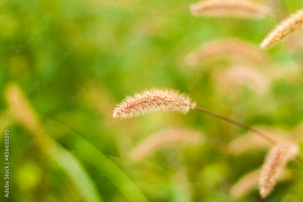 Meadow field with fluffy grass. Summer spring natural landscape. Green landscape background for a postcard, banner or poster. Meadow field with fluffy grass. Summer spring natural landscape. Green landscape background for a postcard, banner or poster.
