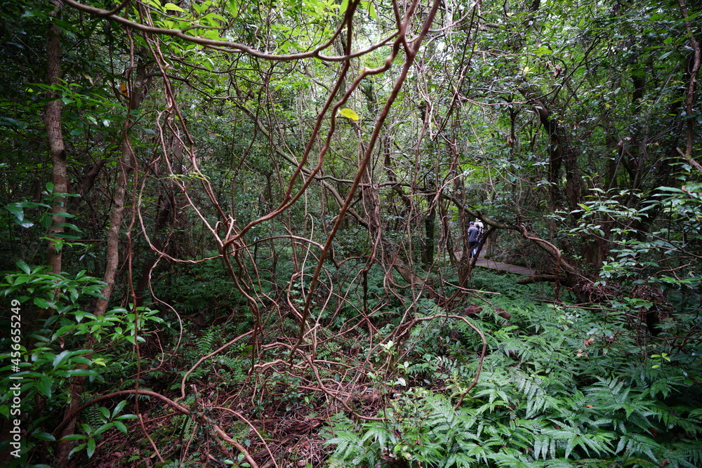 footpath in the woods, with vines and old trees