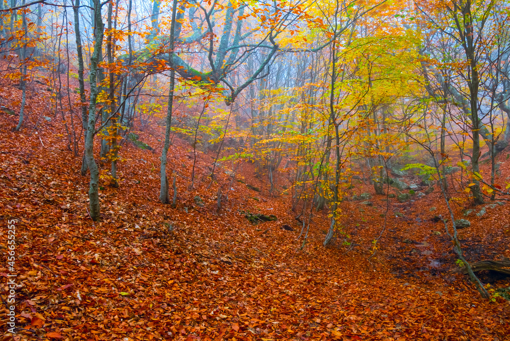 autumn red dry forest in dense mist, autumn natural background