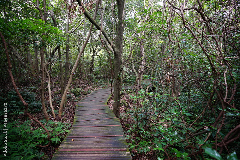 footpath in the woods, with vines and old trees footpath in the woods, with vines and old trees